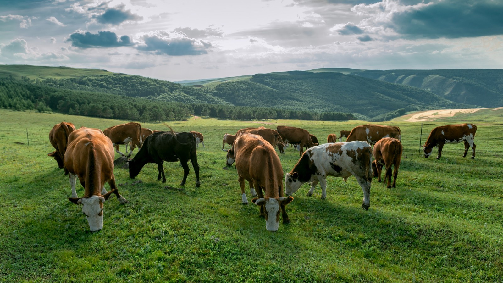摄图网_507730367_内蒙古高山牧场夏季植被牛群(企业商用) (1).jpg