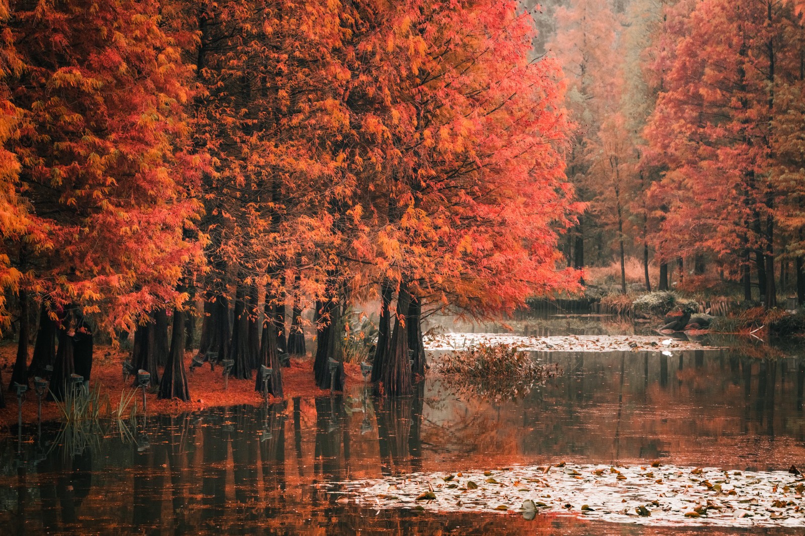 摄图网_501699814_banner_江苏南京钟山风景区秋冬的燕雀湖水杉林（企业商用）.jpg